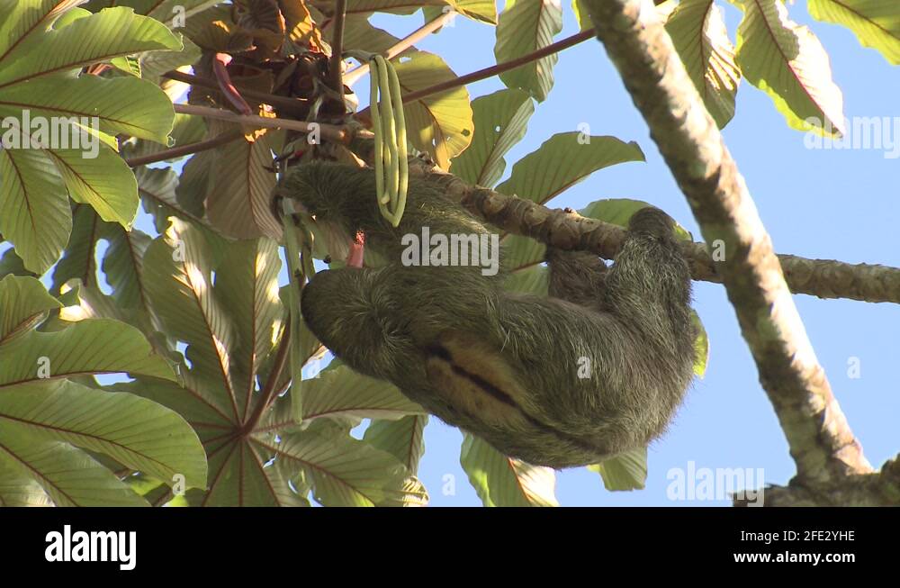 Brown-throated Sloth Eating Hanging Upside Down Cecropia Tree Fruit