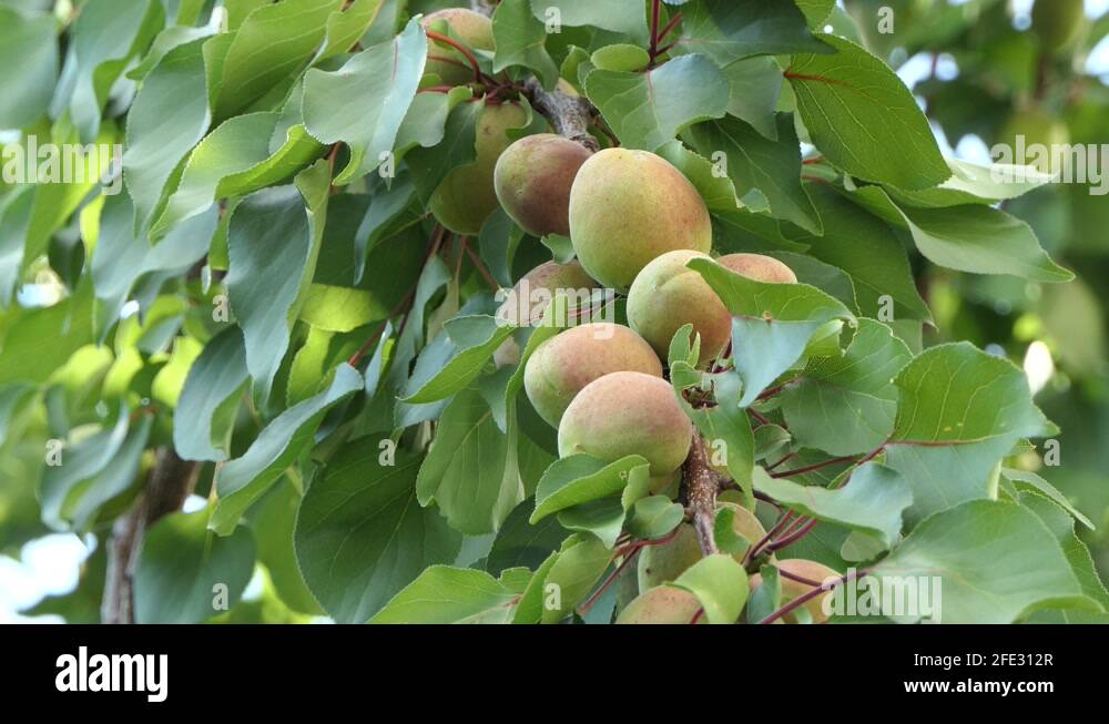 Straight stick shape Stock Videos & Footage HD and 4K Video Clips Alamy