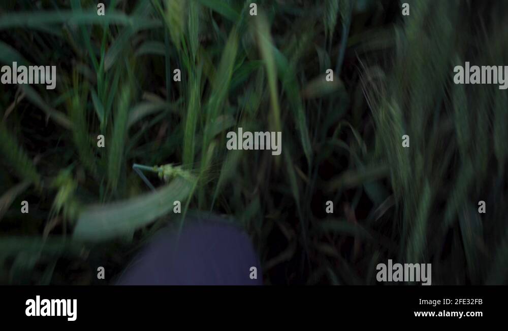 Grain legs Stock Videos & Footage HD and 4K Video Clips Alamy