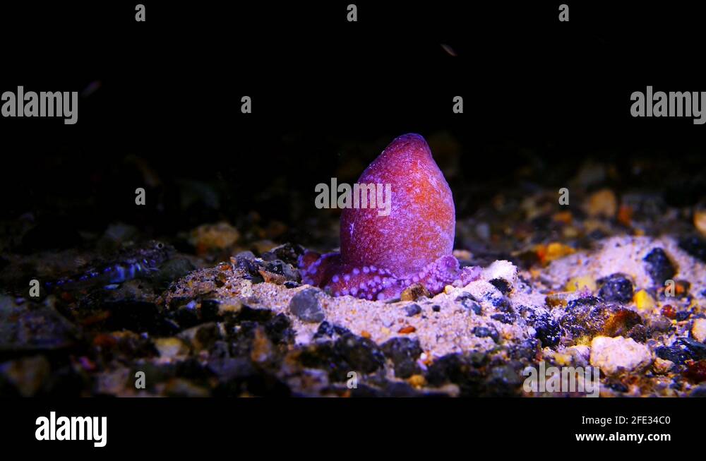 Octopus kaurna Southern Sand Octopus 4k 25fps Stock Video Footage Alamy