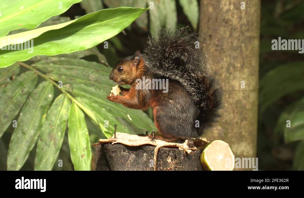 Variegated Tree Squirrel Eating Banana at Resort Feeding Station Costa Rica Stock Video Footage
