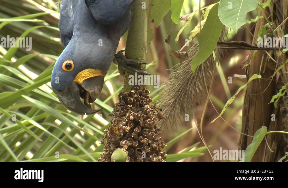 Hyacinth Macaw Parrot Bird Eating Foraging for Nut Palm Nuts Upside Down Stock Video Footage Alamy