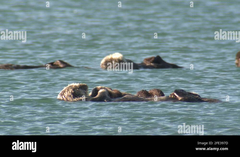 Sea otter otters Stock Videos & Footage - HD and 4K Video Clips - Alamy