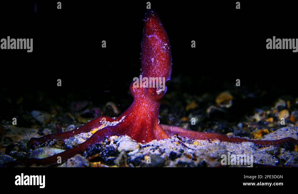 Octopus kaurna Southern Sand Octopus 4k 25fps Stock Video Footage Alamy