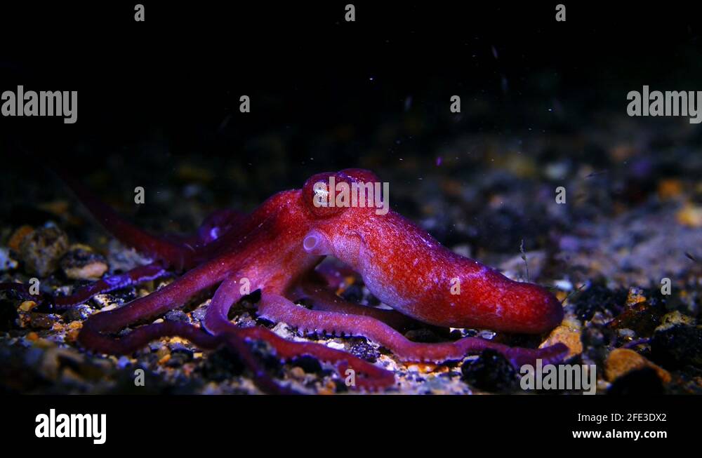 Octopus kaurna Southern Sand Octopus 4k 25fps Stock Video Footage Alamy