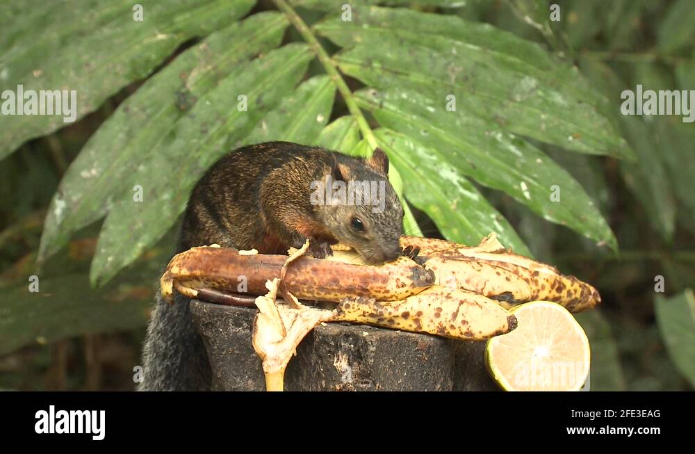 Central America Variegated Tree Squirrel Eating Banana Fruit in Jungle Stock Video Footage Alamy