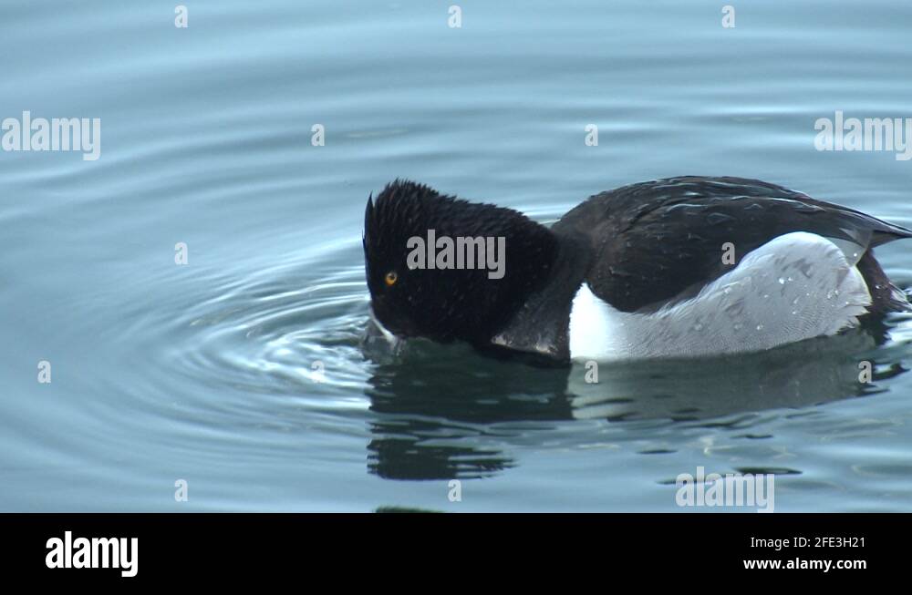Ringnecked Duck Drake Male Eating Chewing Aquatic Sumbergent Plants