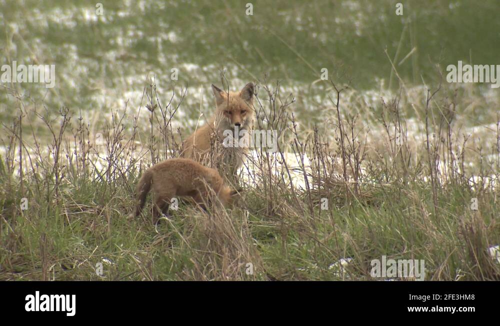 North american foxes Stock Videos & Footage - HD and 4K Video Clips - Alamy