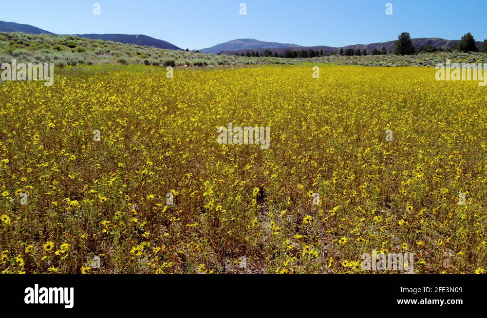 Southern california wildflowers Stock Videos & Footage HD and 4K