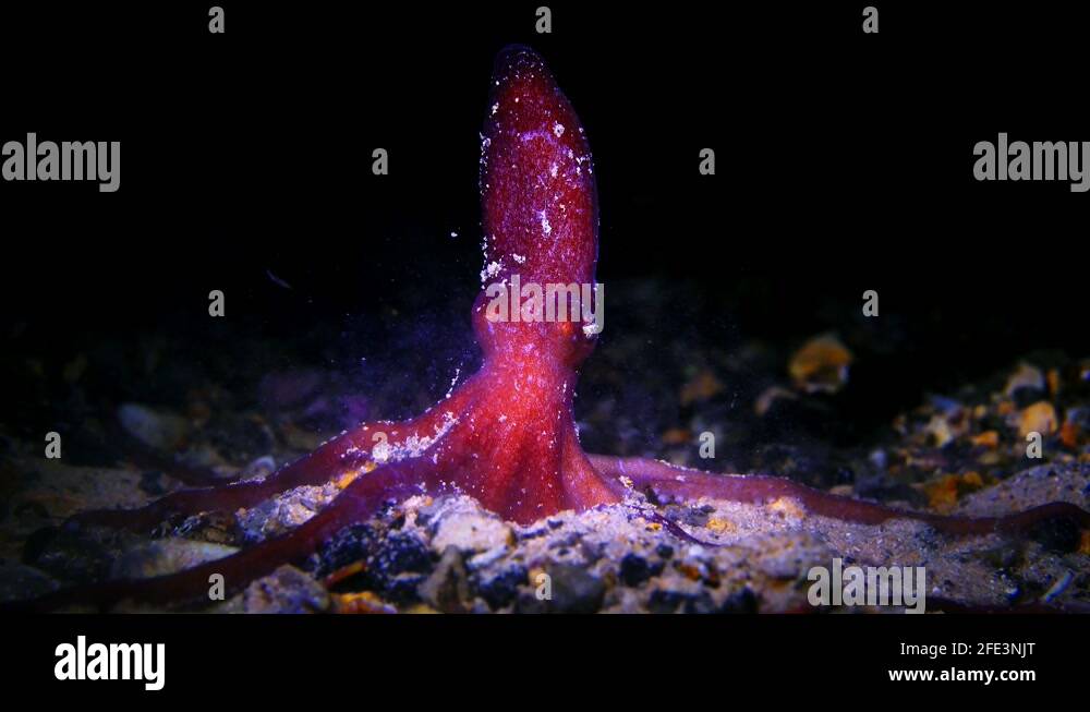 Octopus kaurna Southern Sand Octopus 4k 25fps Stock Video Footage Alamy