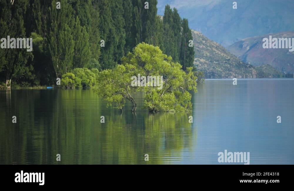 New zealands most famous tree Stock Videos & Footage - HD and 4K Video