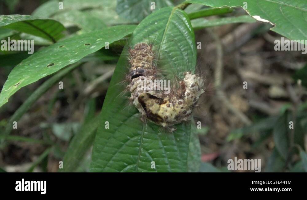 Caterpillar malaysia Stock Videos & Footage HD and 4K Video Clips Alamy