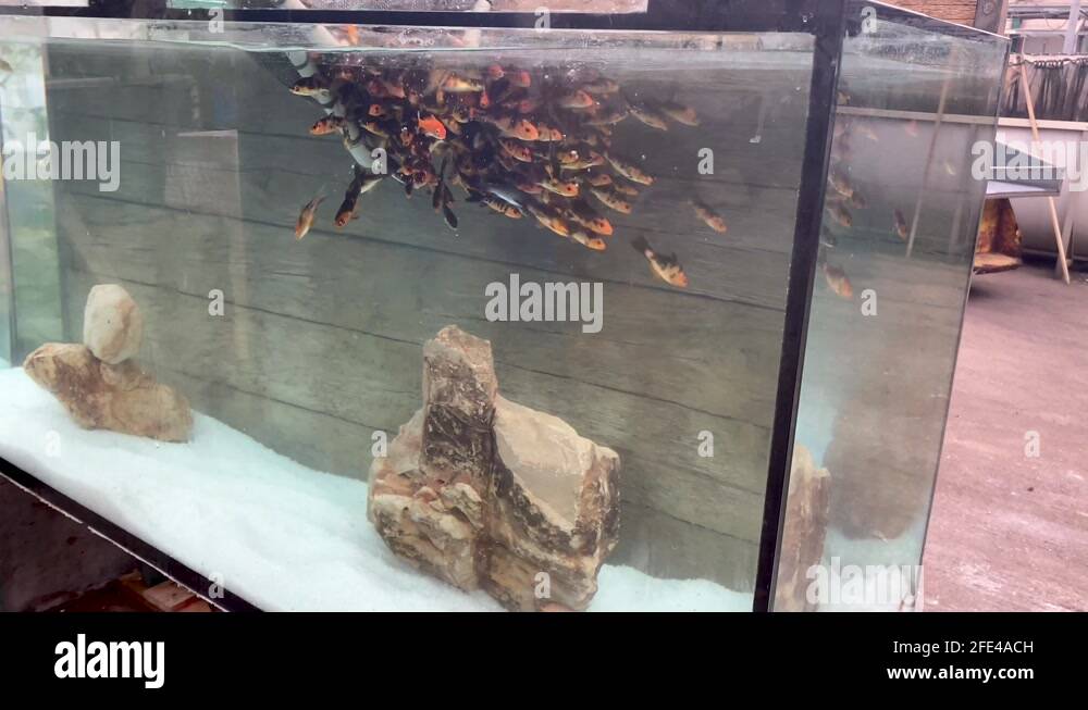 Baby fish aquarium Stock Videos & Footage HD and 4K Video Clips Alamy