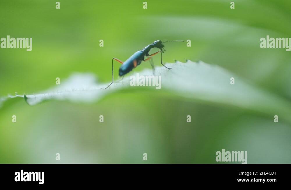 Taking beetle Stock Videos & Footage - HD and 4K Video Clips - Alamy