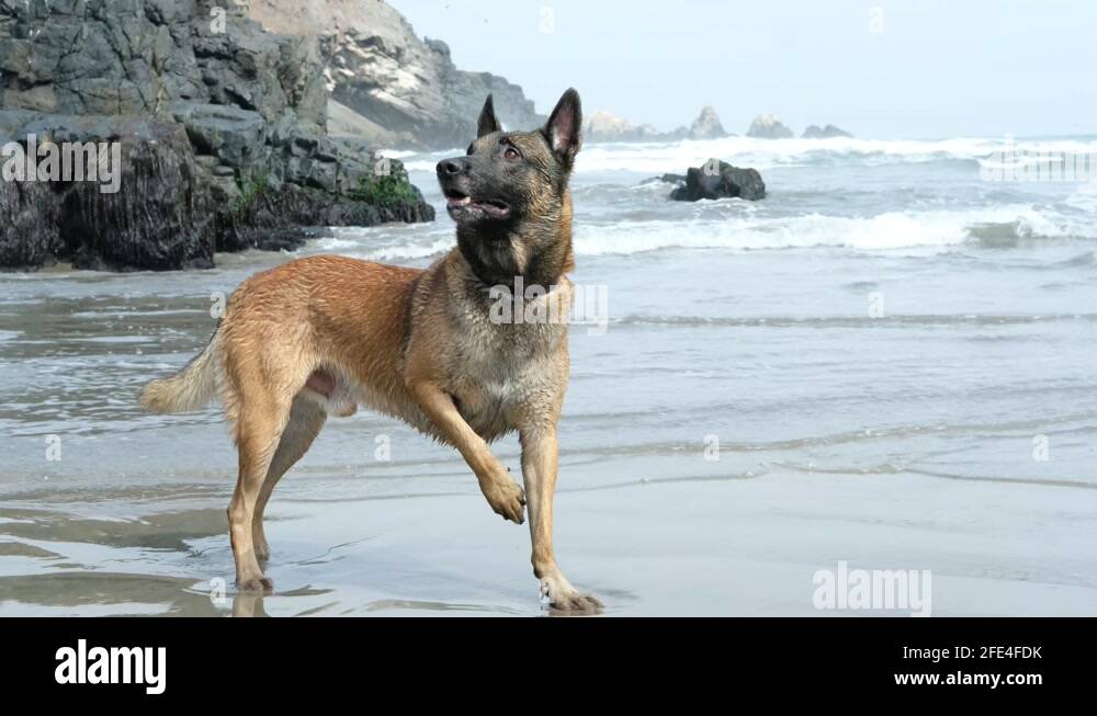 Funny belgian malinois Stock Videos & Footage - HD and 4K Video Clips ...
