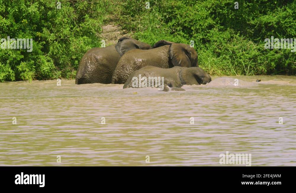 Elephants breath Stock Videos & Footage HD and 4K Video Clips Alamy