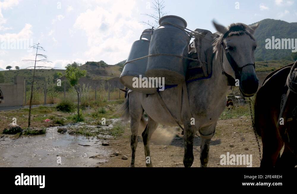 Albanian donkey Stock Videos & Footage HD and 4K Video Clips Alamy
