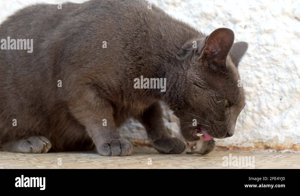 Cat eating mouse. Black cat pet eat small rat. Carnivore, killer. Stray