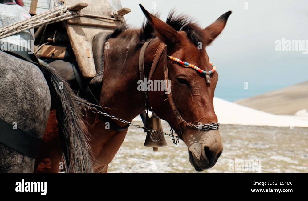 Beautiful Horse Carrying Heavy Load On Its Back While Standing Under