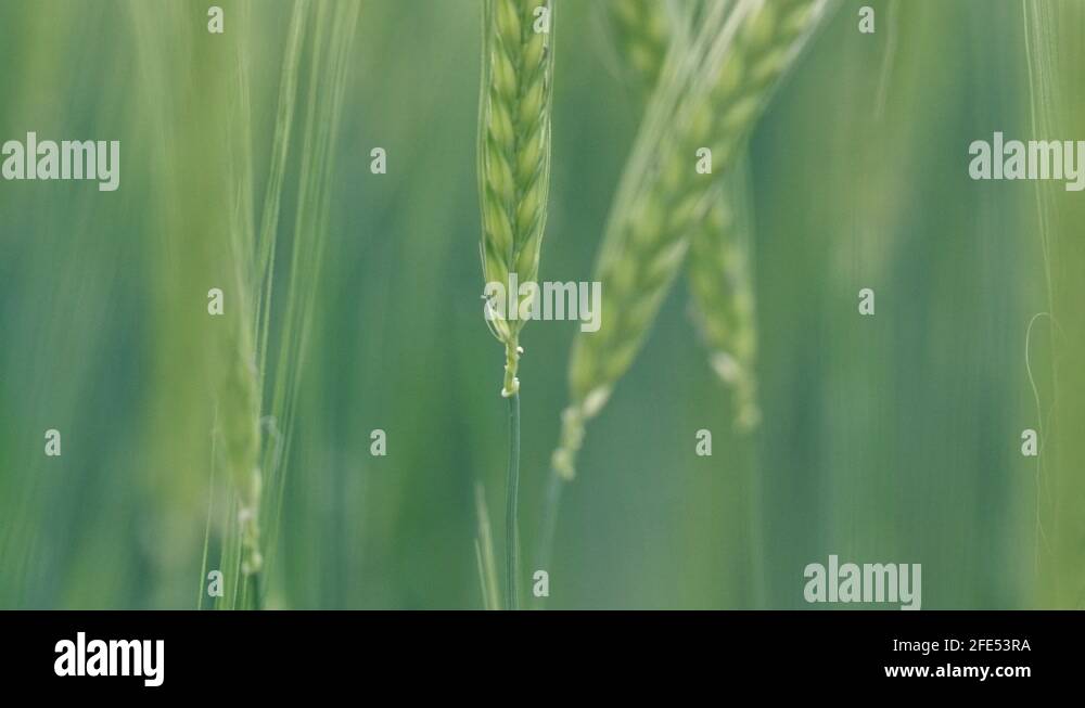 Barley straw Stock Videos & Footage HD and 4K Video Clips Alamy
