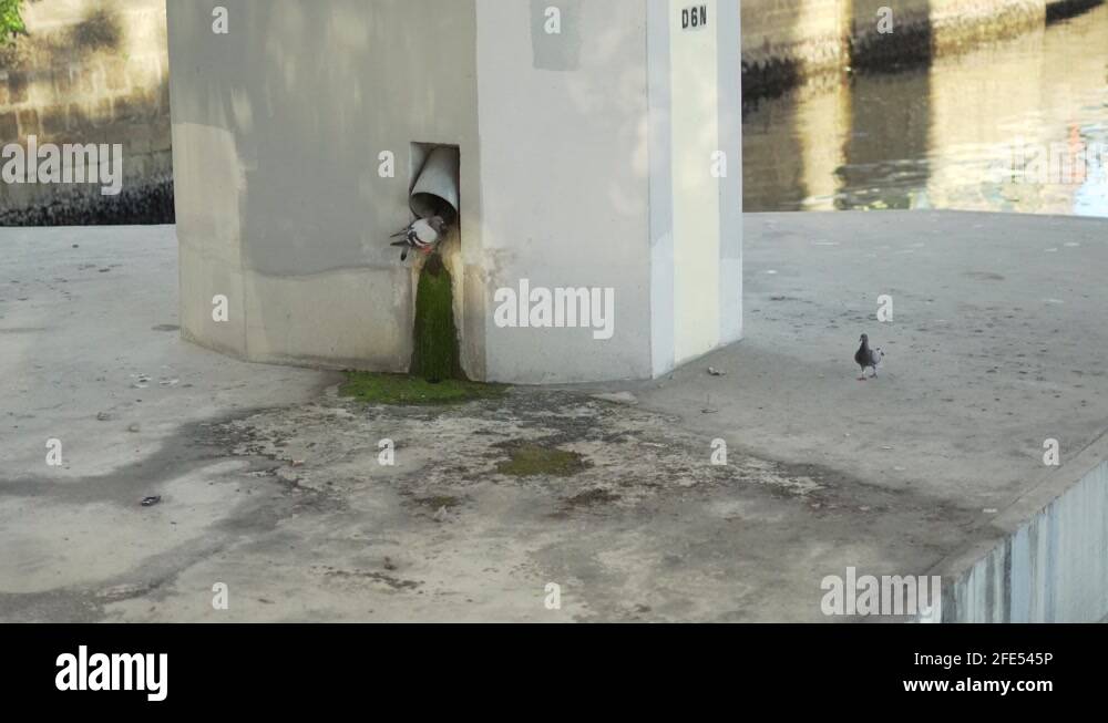 Human food pipe Stock Videos & Footage HD and 4K Video Clips Alamy