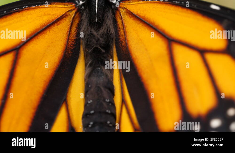 Butterfly abdomen Stock Videos & Footage HD and 4K Video Clips Alamy