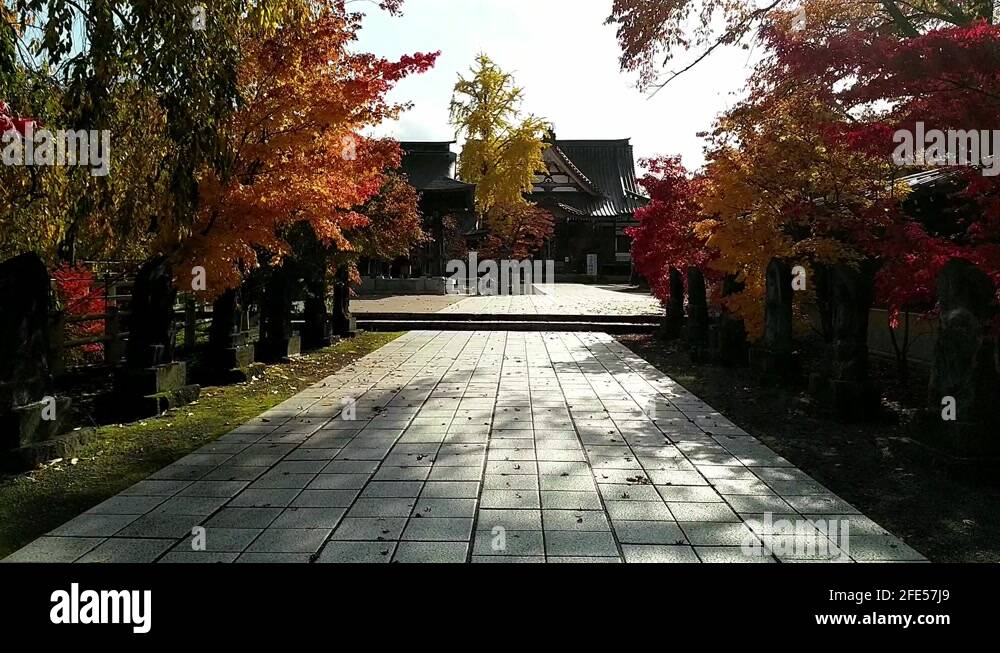 Red trees with temple Stock Videos & Footage - HD and 4K Video Clips ...
