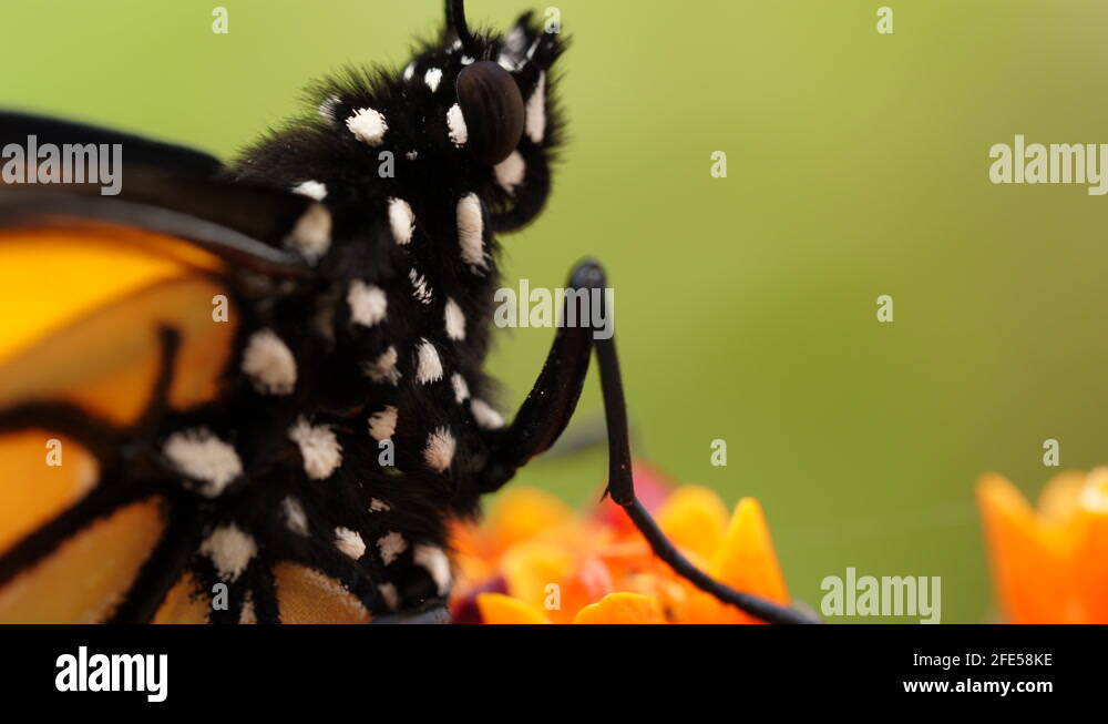 Monarch butterfly antenna Stock Videos & Footage HD and 4K Video