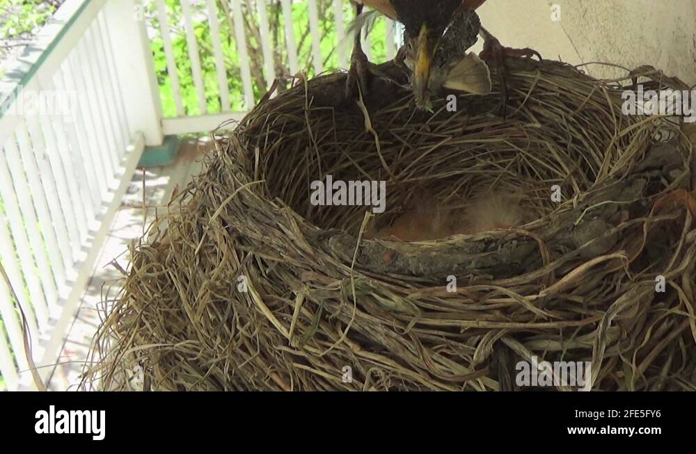 Mother Robin feeds moth to three cute baby birds and deals with poop ...