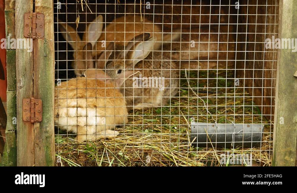 Three rabbits eat crackers. Livestock farm. Hares in a cage Stock Video Footage Alamy