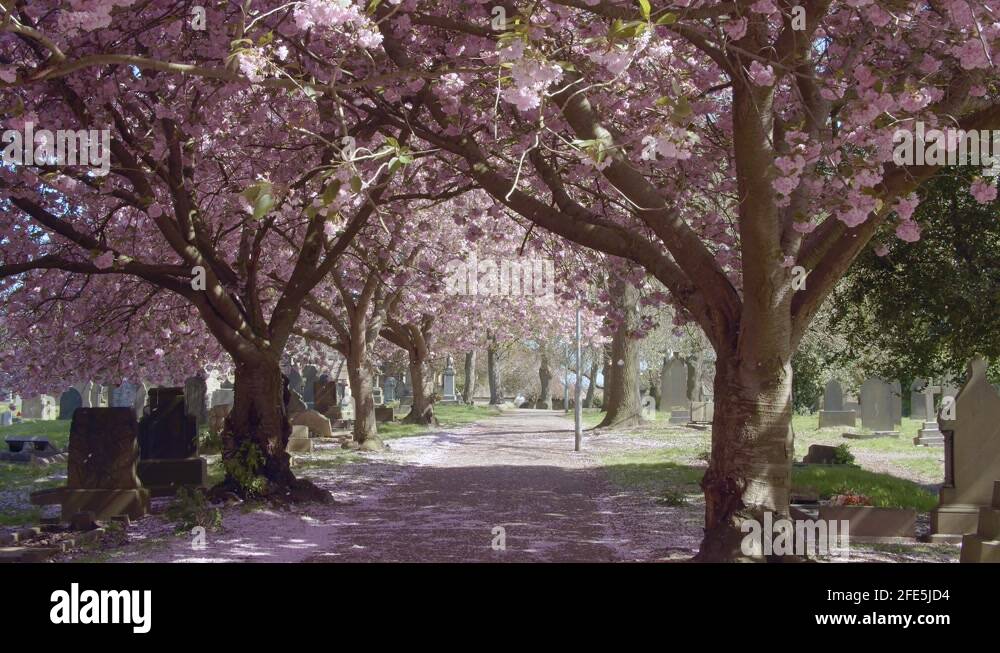 Peaceful pathway in english cemetery lined with cherry blossoms Stock