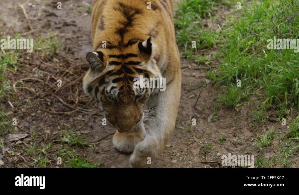 Tiger hunting Stock Videos & Footage - HD and 4K Video Clips - Alamy