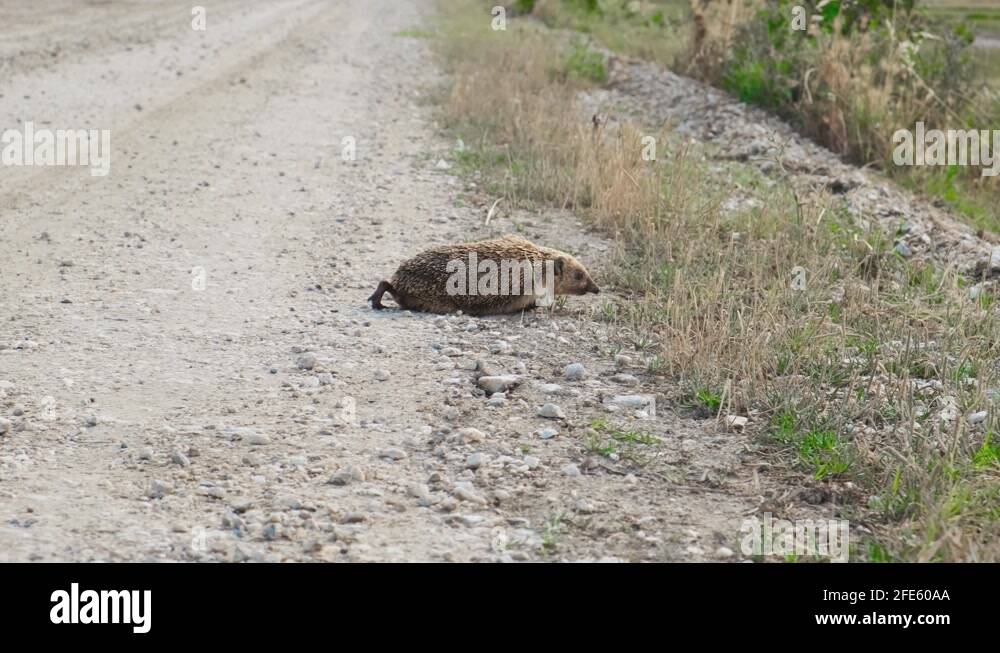 Hedgehog crossing the road Stock Videos & Footage HD and 4K Video