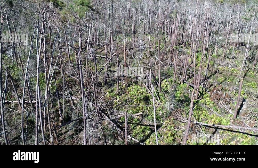 Florida hurricane damage Stock Videos & Footage HD and 4K Video Clips