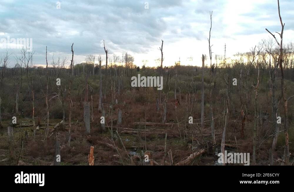 Swamp area with dead trees Stock Videos & Footage HD and 4K Video