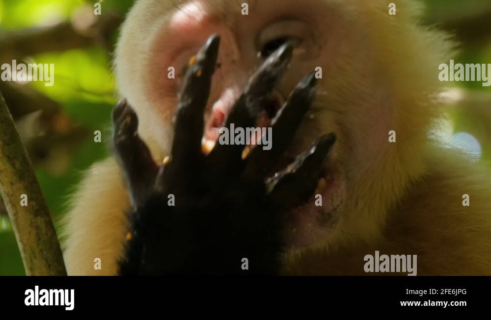 White faced monkey costa rica Stock Videos & Footage - HD and 4K Video ...