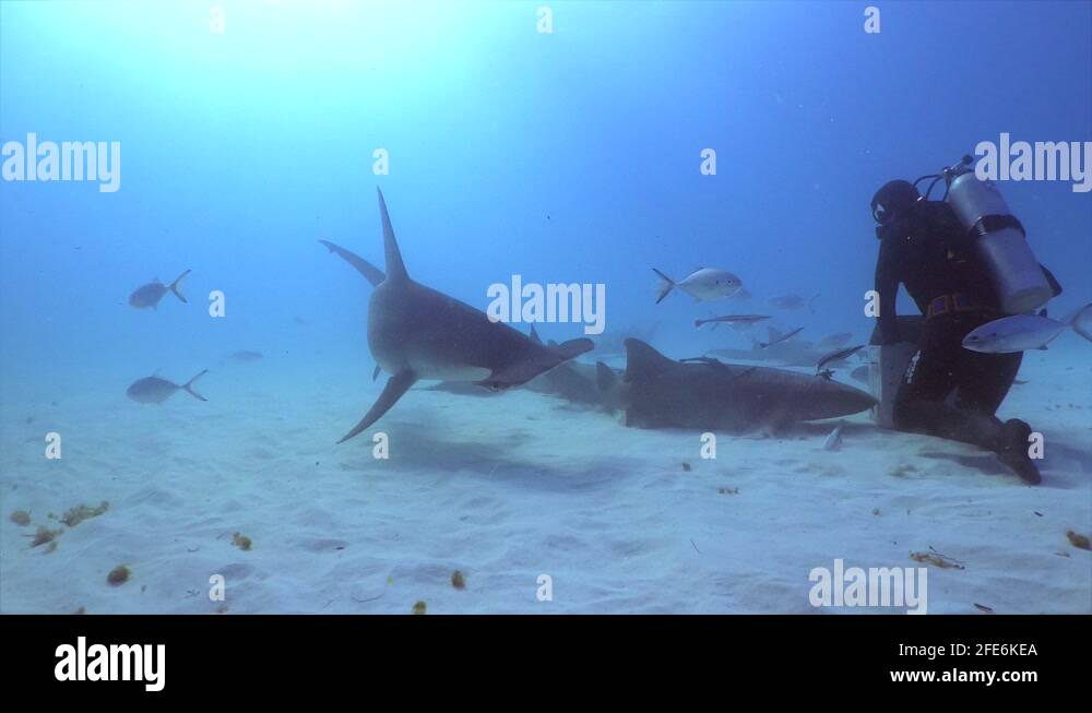 Hammerhead sharks Stock Videos & Footage - HD and 4K Video Clips - Alamy