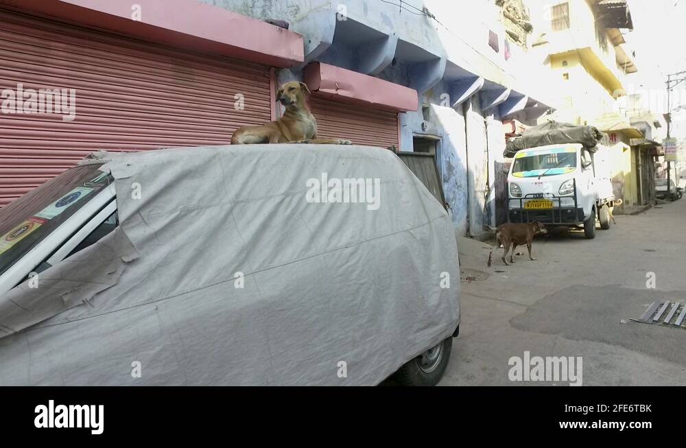 Stray dogs in india breed Stock Videos & Footage HD and 4K Video