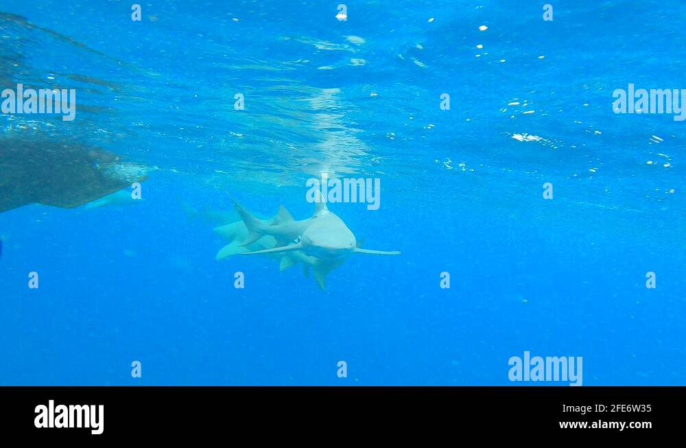 Oceanic dorsal Stock Videos & Footage HD and 4K Video Clips Alamy