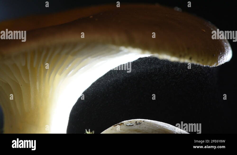 An oyster mushroom releasing millions of spores in fast forward Stock