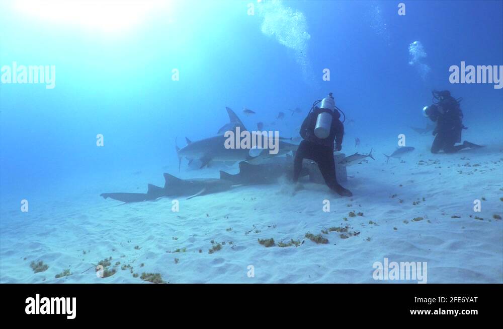 Hammerhead shark ocean Stock Videos & Footage - HD and 4K Video Clips