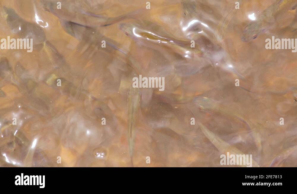 Battle ground lake fishing Stock Videos & Footage HD and 4K Video