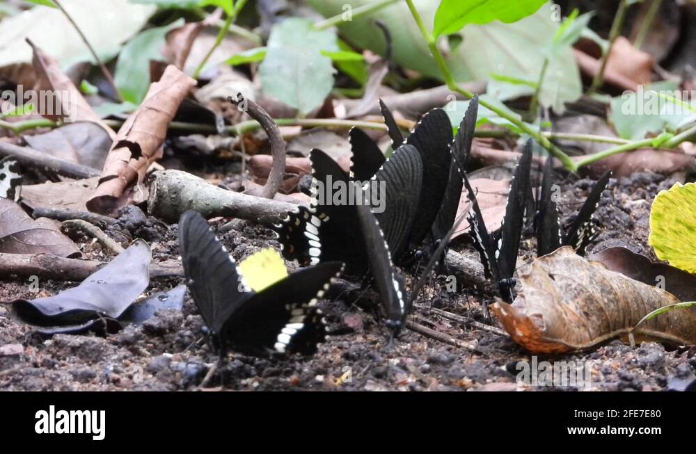 Kolohe kai butterflies Stock Videos & Footage HD and 4K Video Clips