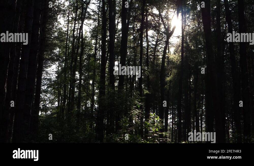 Trees in dark forest Stock Videos & Footage - HD and 4K Video Clips - Alamy