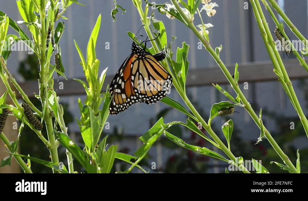 Monarch butterfly egg leaf Stock Videos & Footage - HD and 4K Video