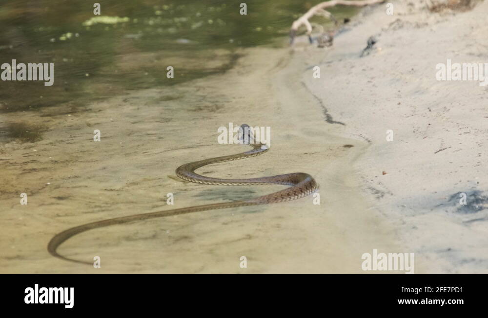 Poisonous Snake Crawls along the River Bank. Slow Motion Stock Video Footage Alamy