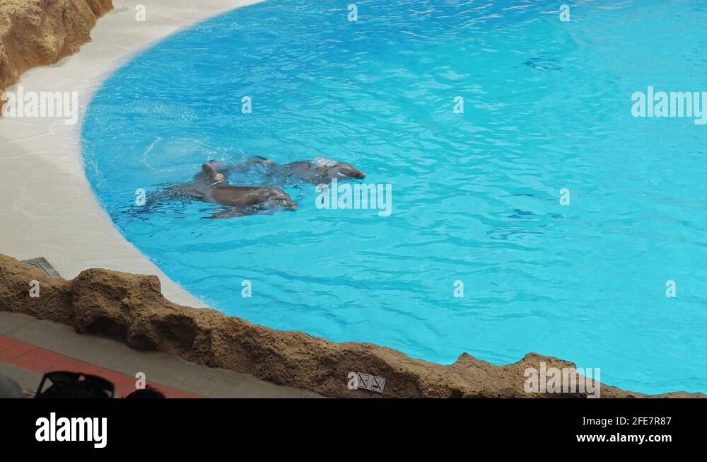 Two dolphins carry animal trainer on their fins during dolphin show in