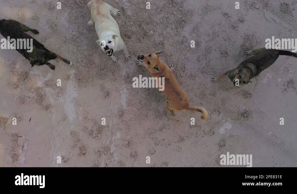 Pack of stray dogs Stock Videos & Footage - HD and 4K Video Clips - Alamy