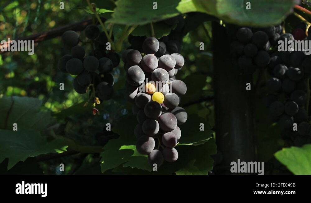 ESME BLUE GRAPE VINE