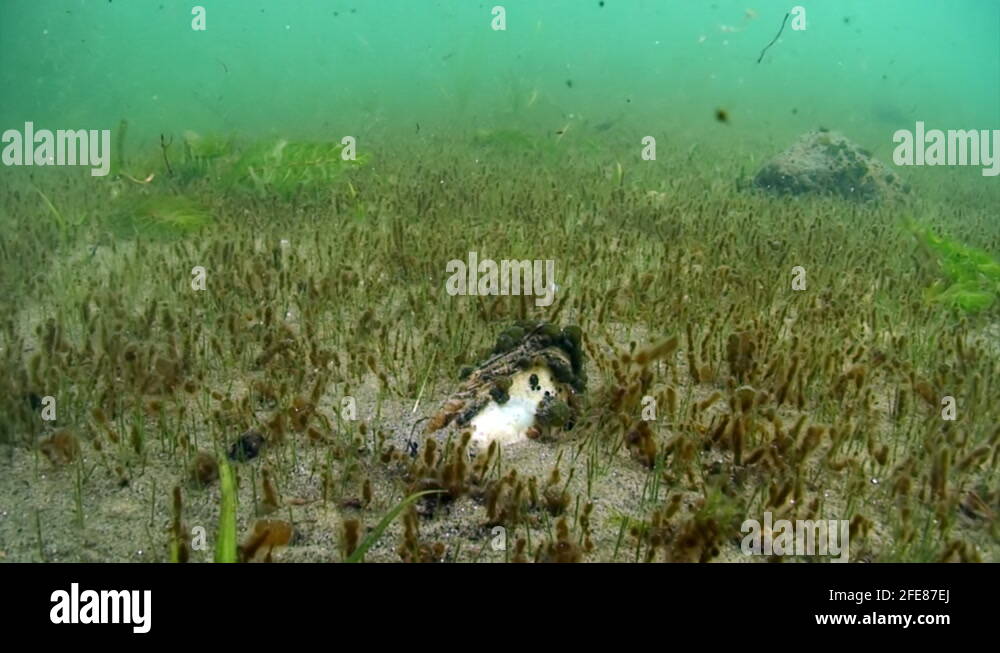Algae and grass Stock Videos & Footage HD and 4K Video Clips Alamy